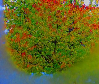 Autumn-Cherry.jpg