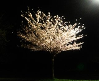 Cherry.jpg