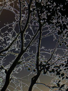 Frosted_Branches.jpg