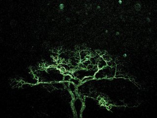 Garry-Oak_Rainy-Night.jpg