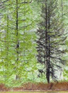Lakeside_Forest.jpg