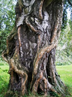 Old_Birch.jpg