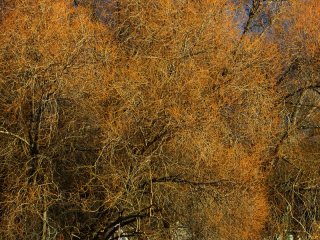 Old_Willow.jpg
