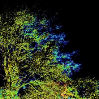 Poplar-By-Night.jpg