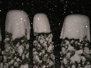 Snow-Capped_Cedars.jpg