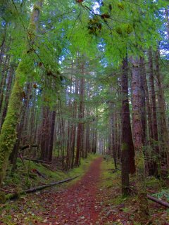 Through_the_Trees.jpg