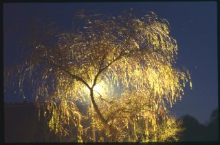 Weeping_Willow.jpg