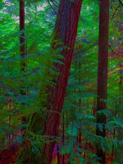 West_Coast_Forest.jpg
