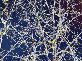 Winter-Twigs.jpg