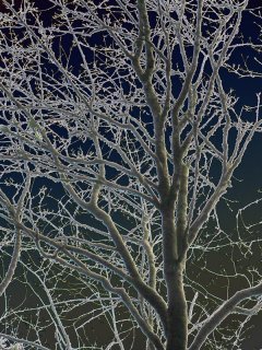 Winter_Twigs2.jpg