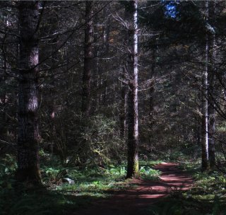 Woodland_Path.jpg